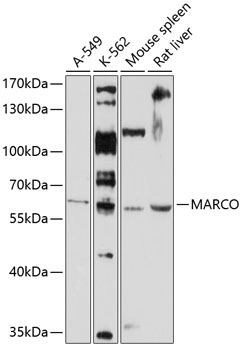 Western blot - MARCO Polyclonal Antibody 