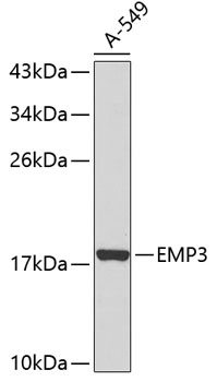 Western blot - EMP3 Polyclonal Antibody 