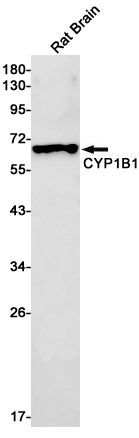 Western blot detection of CYP1B1 in Rat Brain lysates using CYP1B1 Rabbit pAb(1:1000 diluted).Predicted band size:61kDa.Observed band size:61kDa.