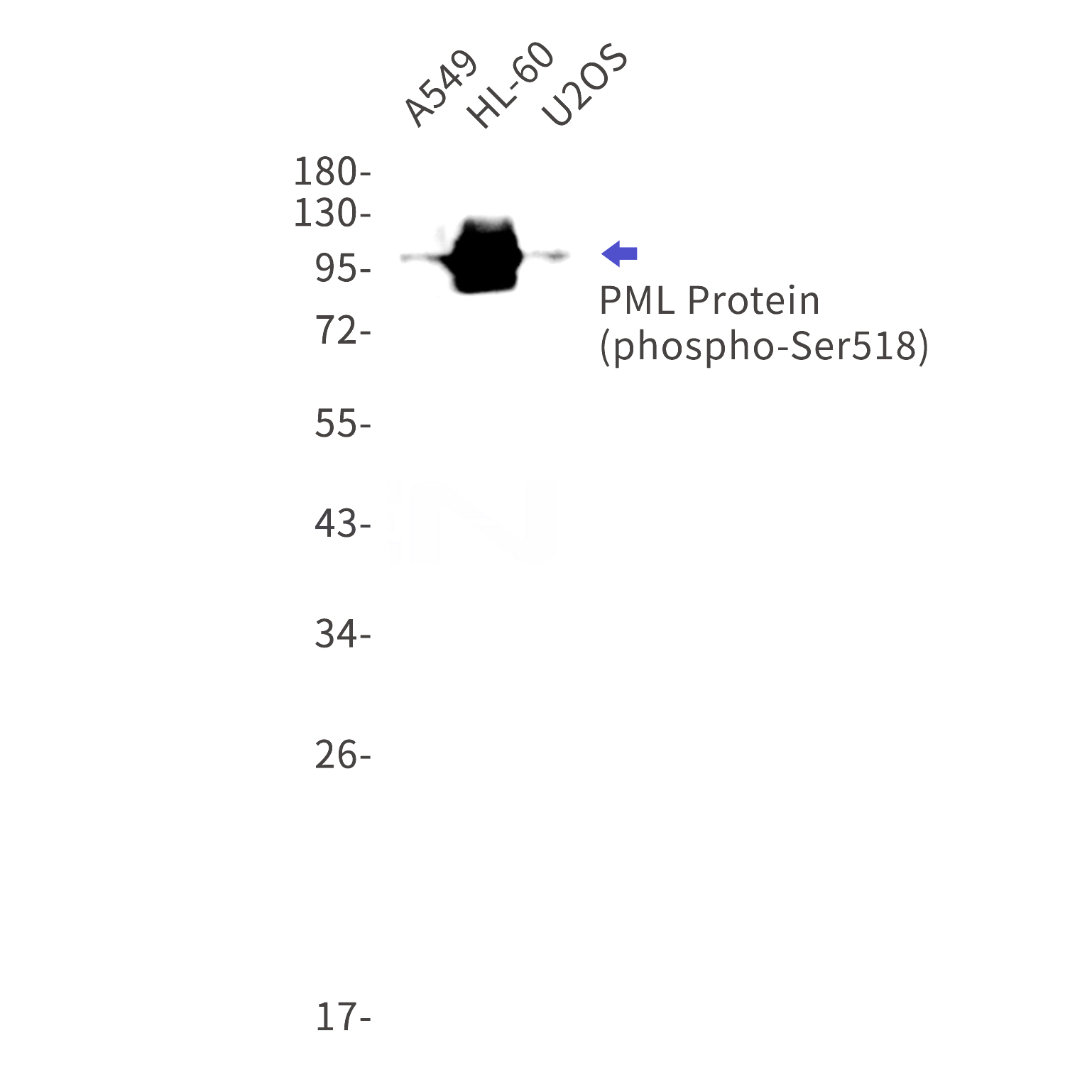 Western blot detection of phospho-PML Protein (Ser518) in A549,HL-60,U2OS cell lysates using phospho-PML Protein (Ser518) Rabbit mAb(1:1000 diluted).Predicted band size:98kDa.Observed band size:98-117kDa.