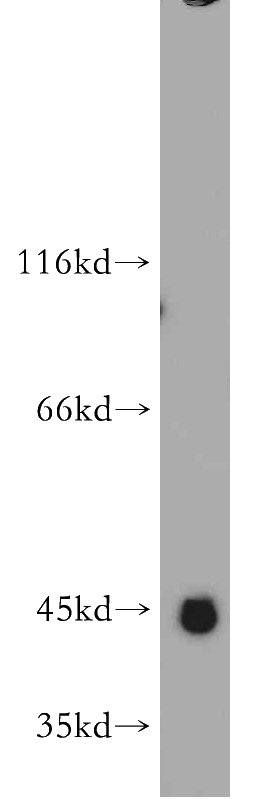 HEK-293 cells were subjected to SDS PAGE followed by western blot with Catalog No:116860(WDR21C antibody) at dilution of 1:500