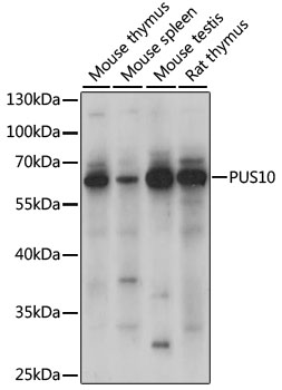 Western blot - PUS10 Polyclonal Antibody 