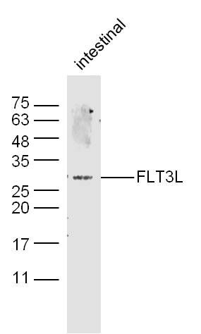 Fig1: Sample: intestine (Mouse) Lysate at 40 ug; Primary: Anti-FLT3L(bs-10196R) at 1/300 dilution; Secondary: IRDye800CW Goat Anti-Rabbit IgG at 1/20000 dilution; Predicted band size: 23 kD; Observed band size: 28 kD