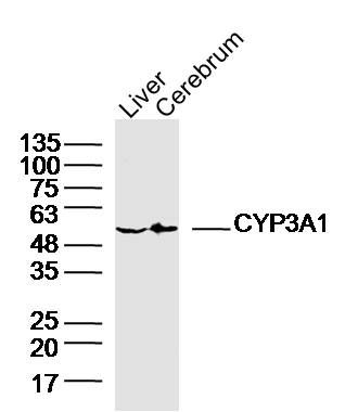 Fig1: Sample:; Liver (Rat)Lysate at 40 ug; Cerebrum (Rat)Lysate at 40 ug; Primary: Anti-CYP3A1 at 1/300 dilution; Secondary: IRDye800CW Goat Anti-RabbitIgG at 1/20000 dilution; Predicted band size: 57kD; Observed band size: 57kD