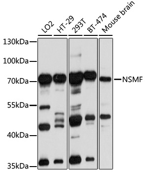 Western blot - NSMF Polyclonal Antibody 
