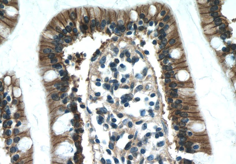 Immunohistochemistry of paraffin-embedded human small intestine tissue slide using Catalog No:113546(P2RY13 Antibody) at dilution of 1:50 (under 40x lens)