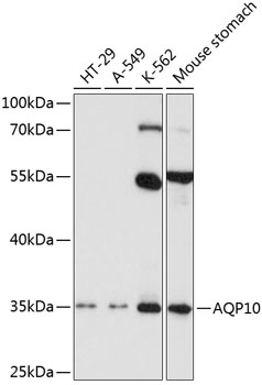 Western blot - AQP10 Polyclonal Antibody 