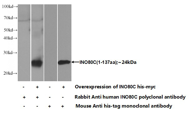 Transfected HEK-293 cells were subjected to SDS PAGE followed by western blot with Catalog No:111805(INO80C Antibody) at dilution of 1:700