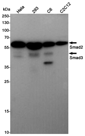 Western blot detection of Smad2/3 in Hela,293,C6,C2C12 cell lysates using Smad2/3 Rabbit pAb(1:1000 diluted).Predicted band size:52,48KDa.Observed band size:52,60KDa.