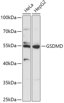 Western blot - GSDMD Polyclonal Antibody 
