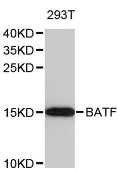 Western blot - BATF Polyclonal Antibody 