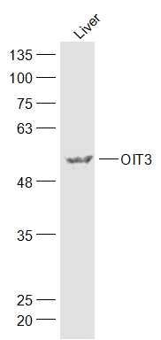 Fig1: Sample:; Liver (Mouse) Lysate at 40 ug; Primary: Anti-OIT3 at 1/300 dilution; Secondary: IRDye800CW Goat Anti-Rabbit IgG at 1/20000 dilution; Predicted band size: 51 kD; Observed band size: 51 kD