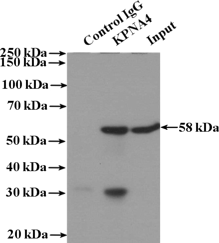 IP Result of anti-KPNA4 (IP:Catalog No:112114, 4ug; Detection:Catalog No:112114 1:600) with A549 cells lysate 2000ug.