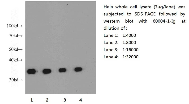 Western blot of Hela cell with anti-GAPDH (Catalog No:117316) at various dilutions.