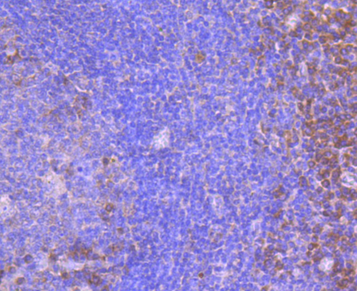 Fig5: Immunohistochemical analysis of paraffin-embedded human tonsil tissue using anti-FPR1 antibody. Counter stained with hematoxylin.