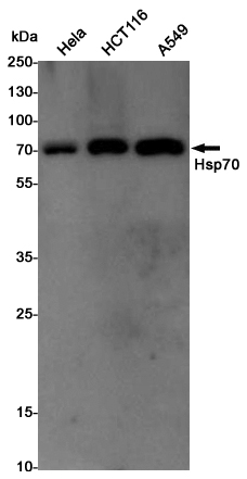 Western blot detection of Hsp70 in Hela,HCT116,A549 cell lysates using Hsp70 Rabbit pAb(1:1000 diluted).Predicted band size:70KDa.Observed band size:70KDa.