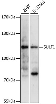 Western blot - SULF1 Polyclonal Antibody 