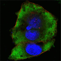 Confocal immunofluorescence analysis of Hela cells using FER mouse mAb (green). Red: Actin filaments have been labeled with Alexa Fluor-555 phalloidin. Blue: DRAQ5 fluorescent DNA dye.