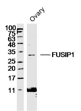 Fig1: Sample: Ovary (Mouse) Lysate at 40 ug; Primary: Anti- FUSIP1 at 1/300 dilution; Secondary: IRDye800CW Goat Anti-Rabbit IgG at 1/20000 dilution; Predicted band size: 31kD; Observed band size: 31kD
