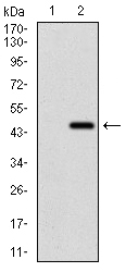 Western blot analysis using CDH16 mAb against HEK293 (1) and CDH16 (AA