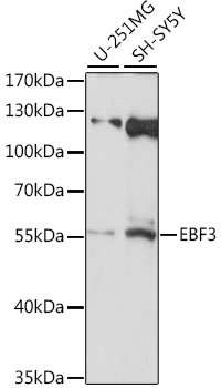 Western blot - EBF3 Polyclonal Antibody 