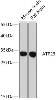 Western blot - ATP23 Polyclonal Antibody 