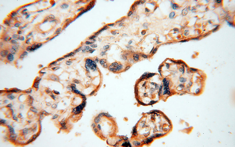 Immunohistochemical of paraffin-embedded human placenta using Catalog No:111459(HRASLS5 antibody) at dilution of 1:50 (under 40x lens)