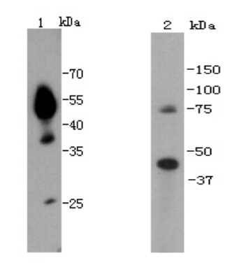 Fig1: Western blot analysis on D3 cell lysates (1) and human brain tissue (2) using anti-UTF1 rabbit polyclonal antibodies.