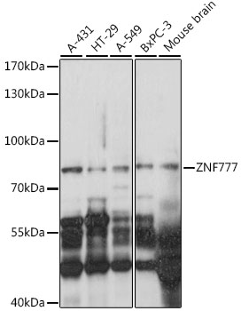 Western blot - ZNF777 Polyclonal Antibody 