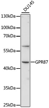 Western blot - GPR87 Polyclonal Antibody 