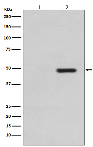 Western blot analysis of Phospho-Tau (T231) expression in (1) SH-SY5Y cell lysate; (2) SH-SY5Y cell lysate, treated with sorbitol.