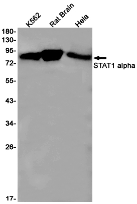 Western blot detection of STAT1 alpha in K562,Rat Brain,Hela cell lysates using STAT1 alpha Rabbit pAb(1:1000 diluted).Predicted band size:87kDa.Observed band size:87kDa.