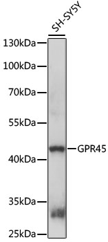 Western blot - GPR45 Polyclonal Antibody 