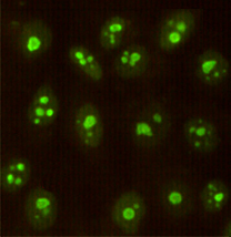Immunocytochemistry of HeLa cells using Nucleophosmin mouse mAb (dilution 1:100).