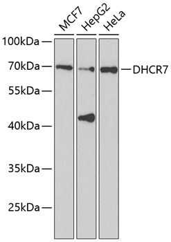 Western blot - DHCR7 Polyclonal Antibody 