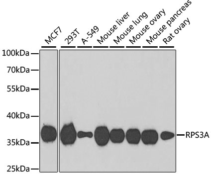 Western blot - RPS3A Polyclonal Antibody 