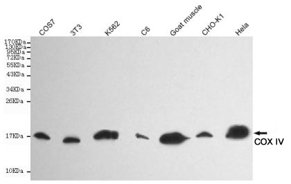 Western blot detection of COX IV in Goat muscle,CHO-k1,COS7,3T3,Hela,C6 and K562 cell lysates using COX IV mouse mAb (1:5000 diluted).Predicted band size:17KDa.Observed band size:17KDa.