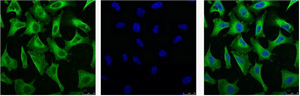 IF analysis of Hela with antibody (Left) and DAPI (Right) diluted at 1:100.