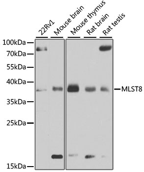Western blot - MLST8 Polyclonal Antibody 