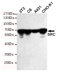 Western blot detection of SRC in 3T3, C6, A431 and CHO-K1 cell lysates using SRC rabbit pAb (1:500 diluted).Predicted band size:60KDa.Observed band size:60KDa.