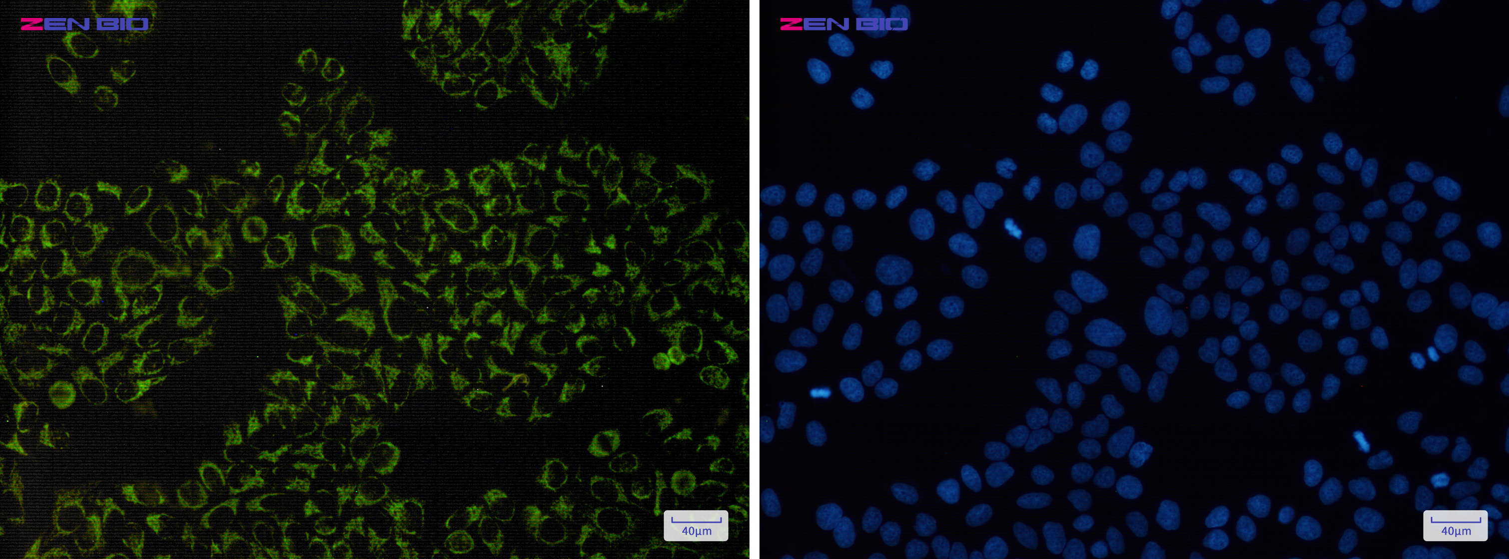 Immunocytochemistry of RISP(green) in Hela cells using RISP Rabbit pAb at dilution 1/50, and DAPI(blue)
