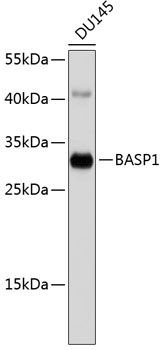 Western blot - BASP1 Polyclonal Antibody 