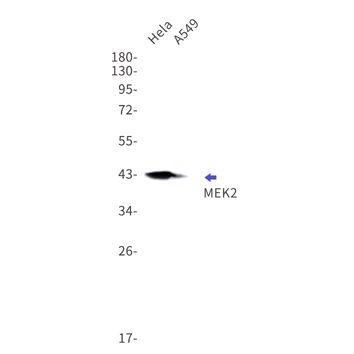Western blot detection of MEK2 in Hela,A549 cell lysates using MEK2 Rabbit mAb(1:1000 diluted).Predicted band size:43kDa.Observed band size:43kDa.