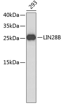 Western blot - LIN28B Polyclonal Antibody 