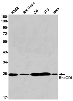 Western blot detection of RhoGDI in K562,Rat Brain,C6,3T3,Hela cell lysates using RhoGDI Rabbit mAb(1:1000 diluted).Predicted band size:23kDa.Observed band size:26kDa.