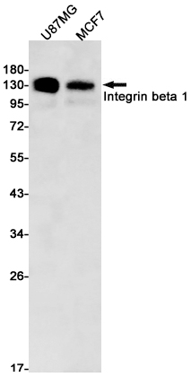 Western blot detection of Integrin beta 1 in U87MG,MCF7 cell lysates using Integrin beta 1 Rabbit pAb(1:1000 diluted).Predicted band size:88kDa.Observed band size:120-160kDa.