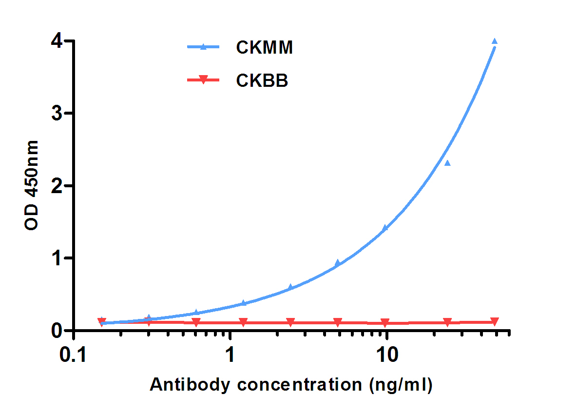 Indirect ELISA assay for anti-CK-MM mouse mAb.CKBB as control antigen. Antigen coating concentration: 4ug/ml.