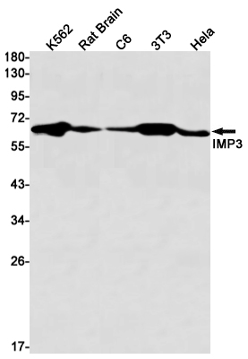 Western blot detection of IMP3 in K562,Rat Brain,C6,3T3,Hela cell lysates using IMP3 Rabbit mAb(1:1000 diluted).Predicted band size:64kDa.Observed band size:64kDa.