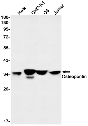 Western blot detection of Osteopontin in Hela,CHO-K1,C6,Jurkat cell lysates using Osteopontin Rabbit mAb(1:1000 diluted).Predicted band size:35kDa.Observed band size:35kDa.