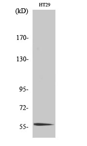 Fig1:; Western Blot analysis of various cells using CLK4 Polyclonal Antibody cells nucleus extracted by Minute TM Cytoplasmic and Nuclear Fractionation kit (SC-003,Inventbiotech,MN,USA).